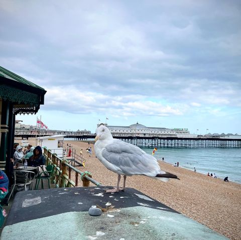 Brightons Möwen sind für manche eine Pest, für andere das Wahrzeichen der englischen Küstenstadt 