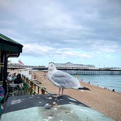 Brightons Möwen sind für manche eine Pest, für andere das Wahrzeichen der englischen Küstenstadt 