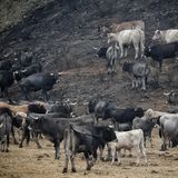 Waldbrände in Spanien