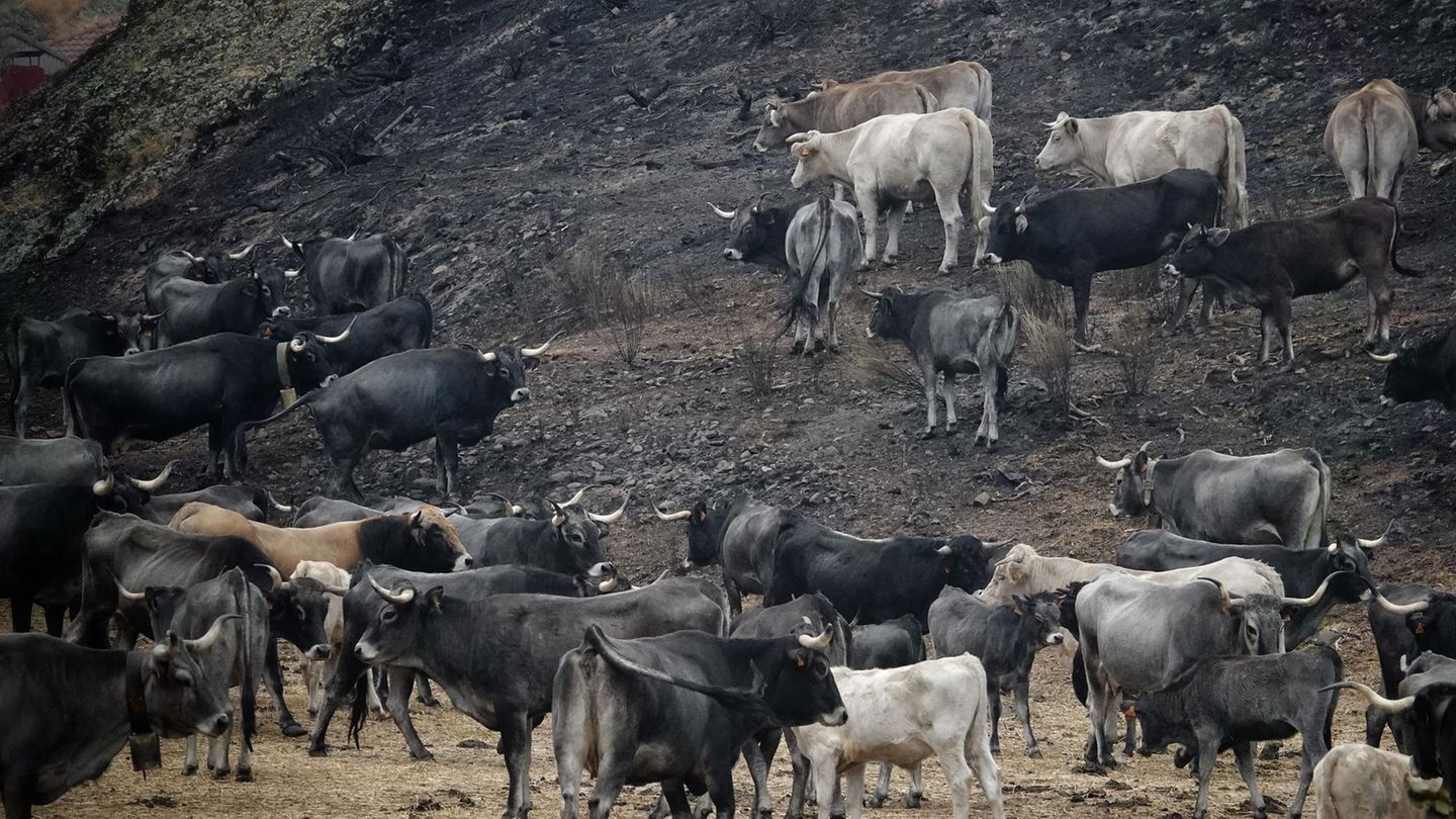 Waldbrände in Spanien