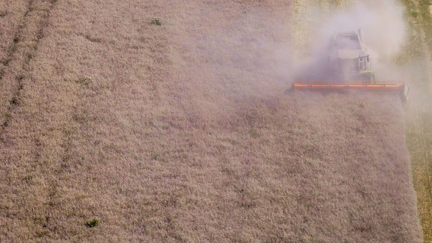 Harvest balance: Harvest is recovered – quality suffers from the weather