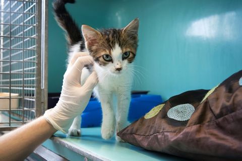Junge Katze in Tierheim