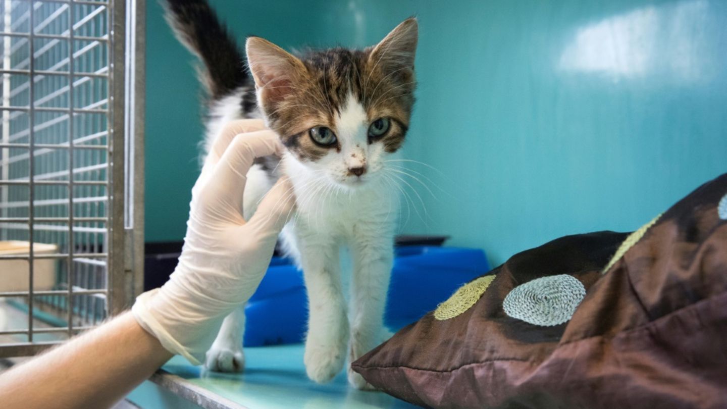 Junge Katze in Tierheim