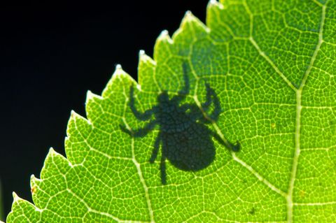 Schatten einer Zecke auf einem grünen Blatt