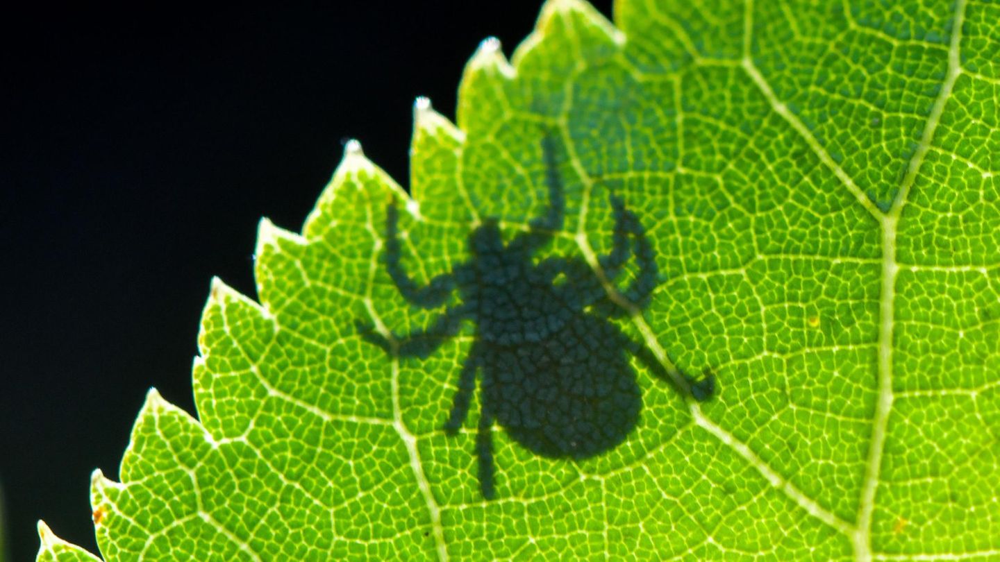 Schatten einer Zecke Schatten einer Zecke auf einem grünen Blatt