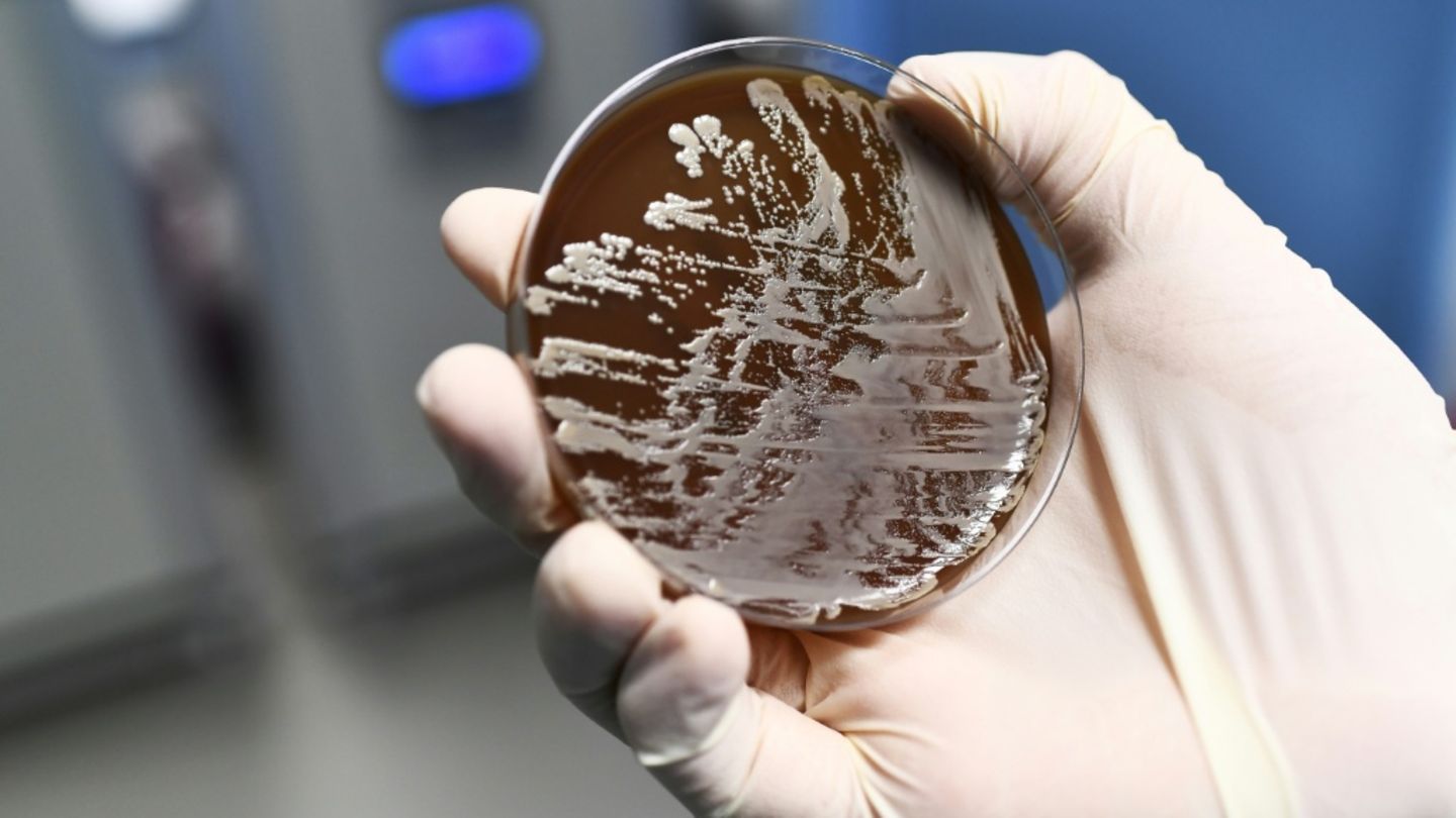 Bakterienstamm in einem Labor