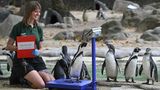 London, Großbritannien. Diese freundliche Dame schaut ganz genau hin: Wie viel wiegt jeder Pinguin im London Zoo? Dabei haben die Vögel immer eine Strandfigur und der Frack wächst notfalls auch mit