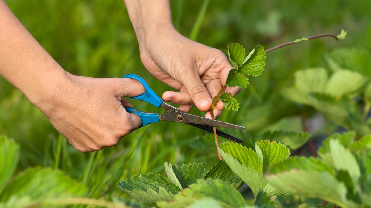 Erdbeeren schneiden: Tipps und Tools fürs Kürzen der Pflanzen