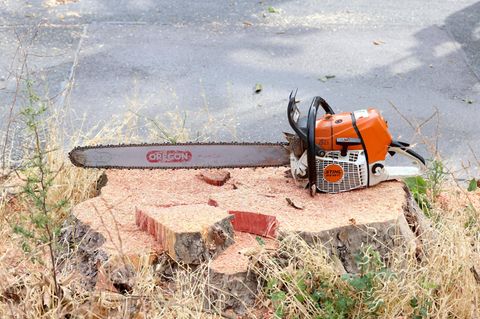 Eine Kettensäge wie jetzt in Schleswig-Holstein verwendet liegt auf dem Stumpf eines frisch gefällten Baumes