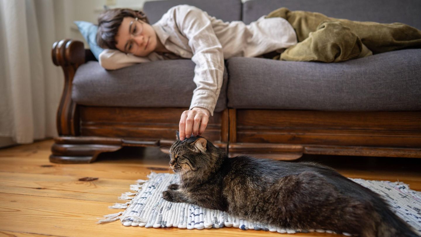 Was sind die besten Krankenversicherungen für Katzen?