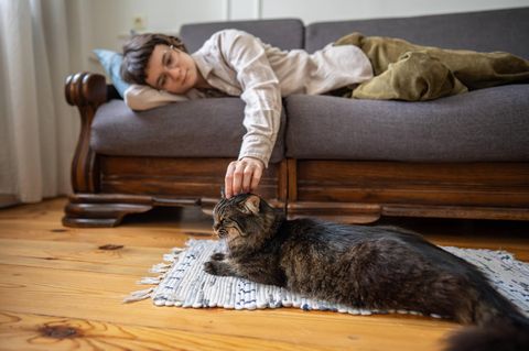 Was sind die besten Krankenversicherungen für Katzen?