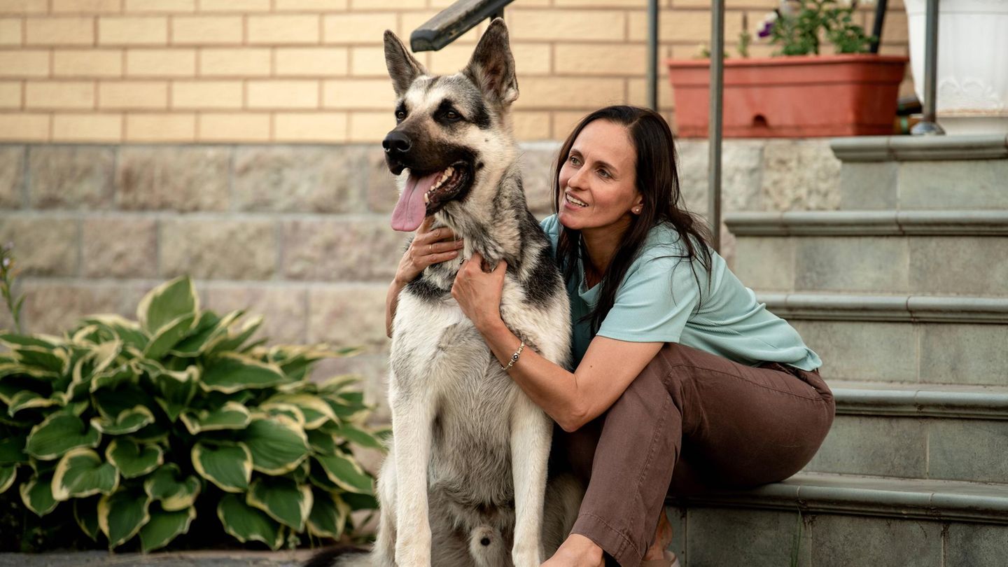 Was sind die besten Krankenversicherungen für Hunde?