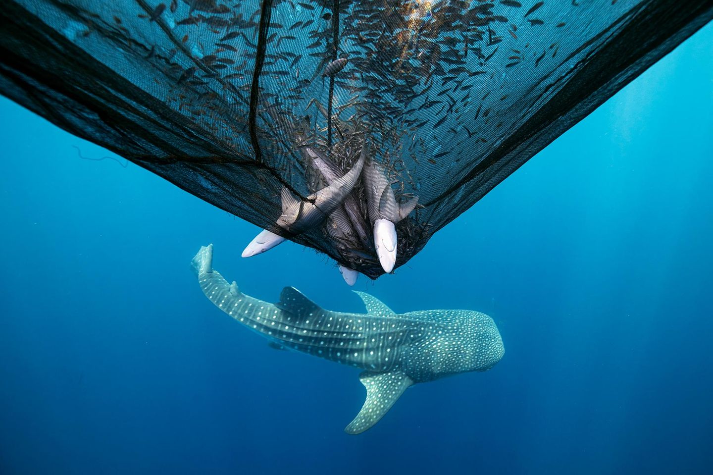 Drei gefangene Haie in einem Fischernetz. Darunter ein Walhai