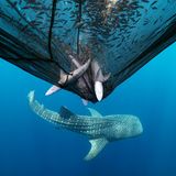 Drei gefangene Haie in einem Fischernetz. Darunter ein Walhai