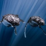 zwei Buckelwale die synchron zueinander schwimmen