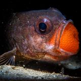 Kardinalbarsch mit Laich im Maul