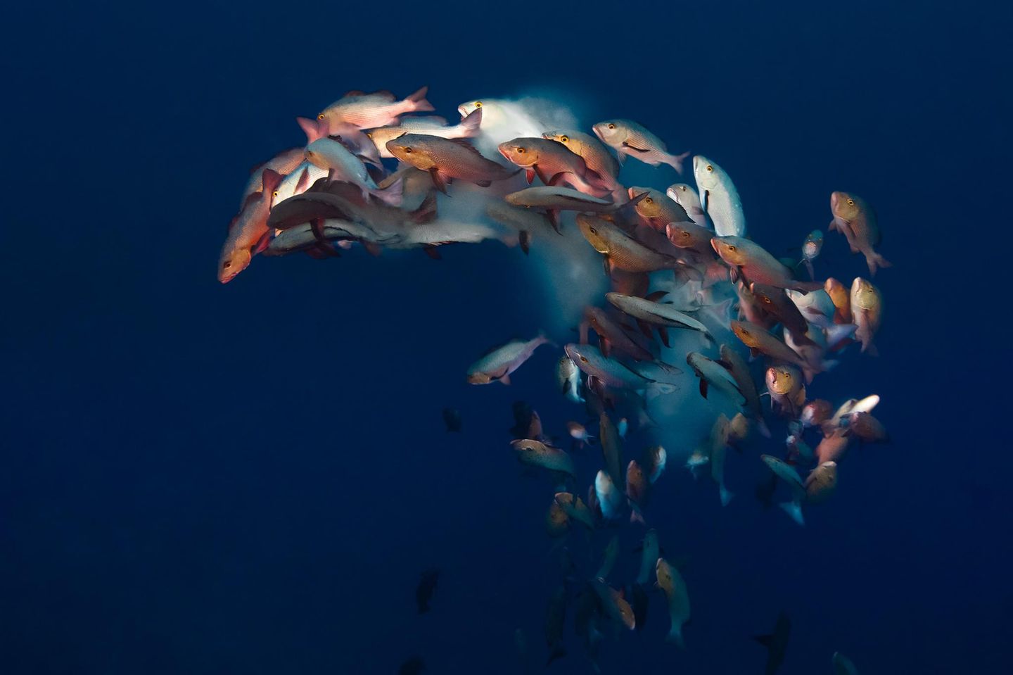 Laichende Schnapper im Meer von Palau