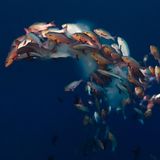 Laichende Schnapper im Meer von Palau