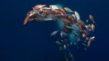 Laichende Schnapper im Meer von Palau
