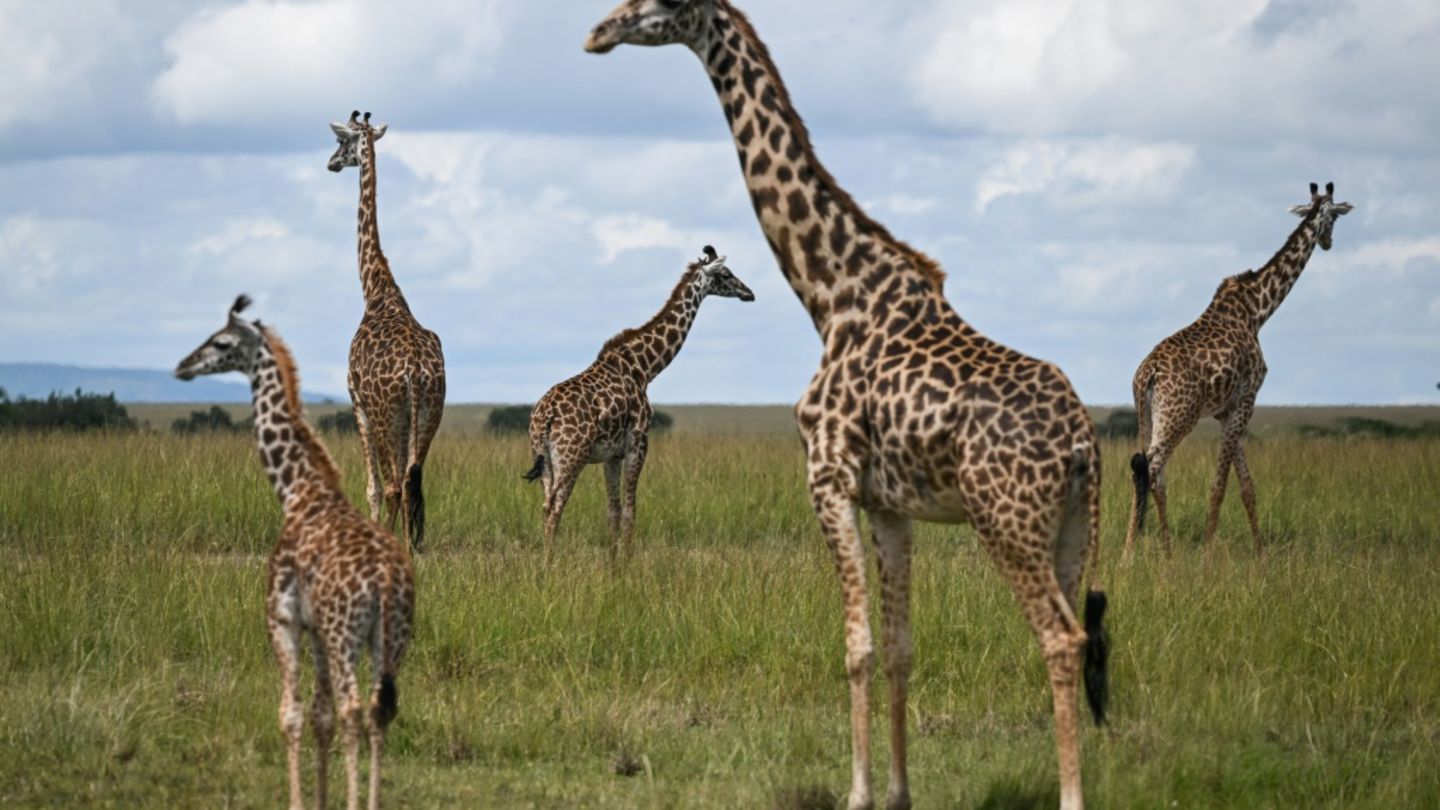 Giraffenfamilie in einem Nationalpark in Kenia