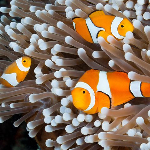 Rolex: Anemonenfische im Meer
