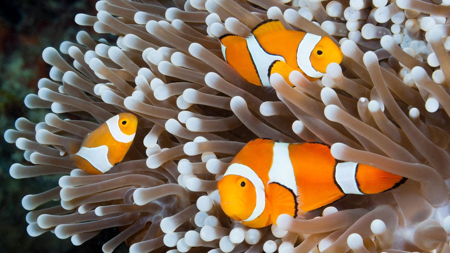 Why Rolex and Prada are committed to the oceans