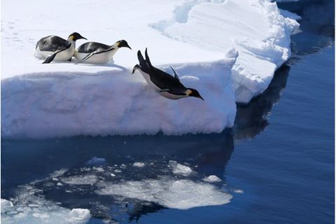Drei Kaiserpinguine springen vom Eis in den Ozean