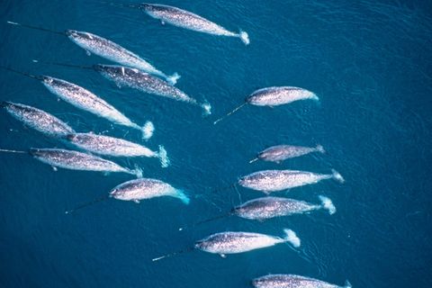 Eine Gruppe Narwale aus der Luft fotografiert