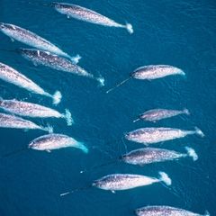 Eine Gruppe Narwale aus der Luft fotografiert