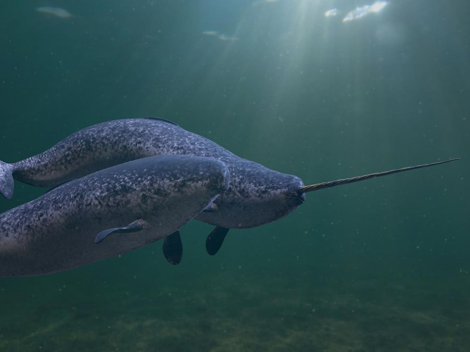 Zwei Narwale schwimmen unter Wasser