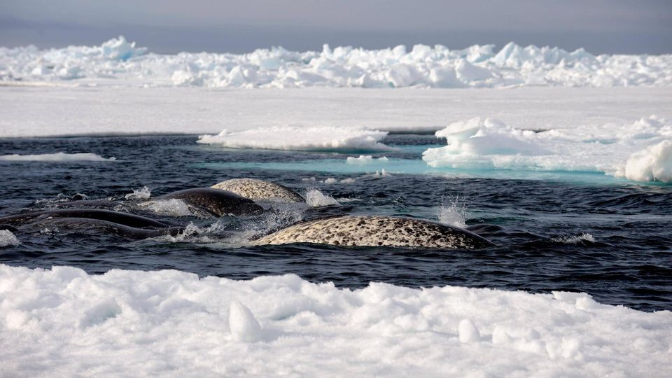 Narwale, die durch Packeis schwimmen, Baffin Island, Nunavut, Kanada, Nordamerika