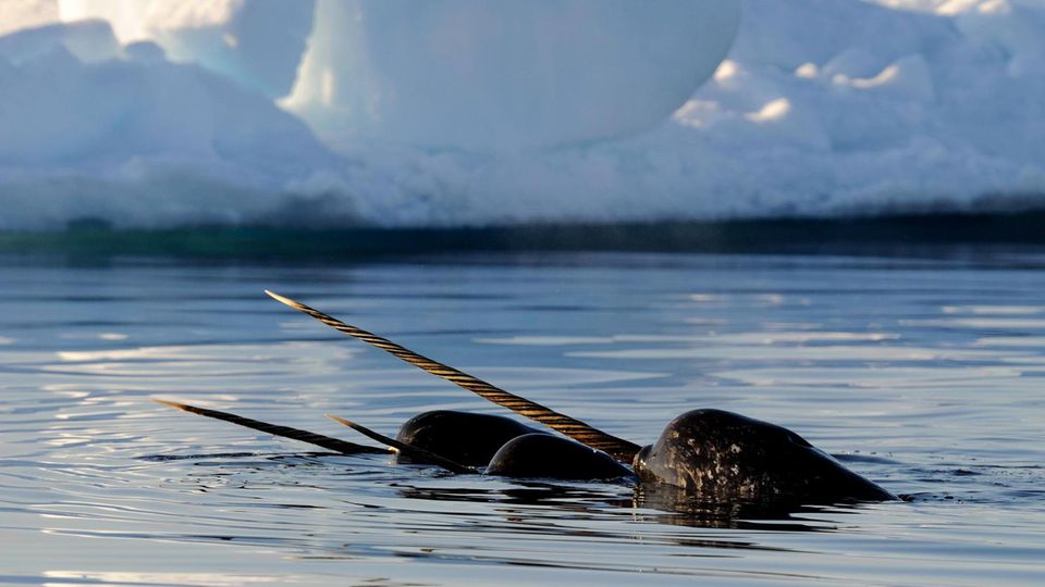Narwale, die durch Packeis schwimmen, Baffin Island, Nunavut, Kanada, Nordamerika