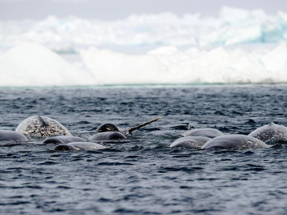Eine Gruppe Narwale schwimmt durch das Meer in Baffin Island, Nunavut
