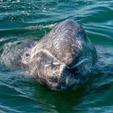 Tierwanderungen: Hin und weg