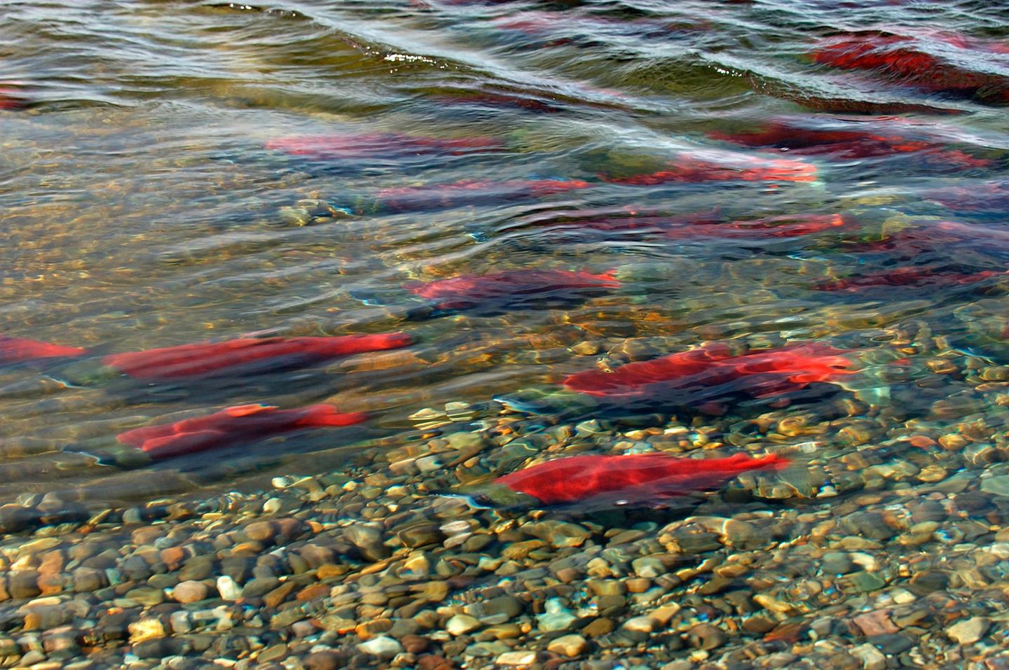 Rotlachs Rotlachse im Wasser