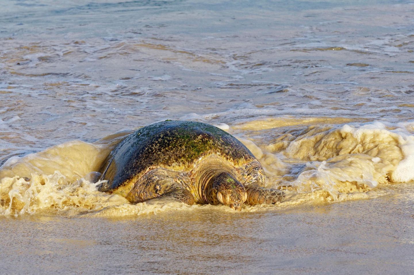 Lederschildkröte Lederschildkröte im Wasser am Strand