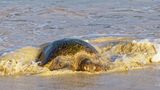Lederschildkröte im Wasser am Strand