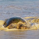 Lederschildkröte im Wasser am Strand