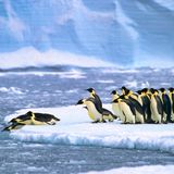 Gruppe Kaiserpinguin auf einer Eisscholle