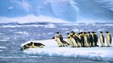 Gruppe Kaiserpinguin auf einer Eisscholle