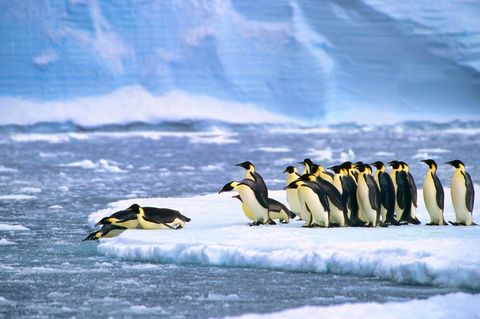 Gruppe Kaiserpinguin auf einer Eisscholle