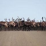 Eine Herde von Porcupine-Karibu