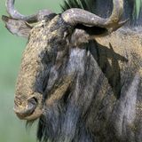 Serengeti-Weißbartgnu