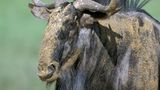 Serengeti-Weißbartgnu