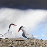 Zwei Küstenseeschwalbe