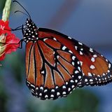 Monarchfalter an einer Blüte