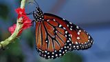 Monarchfalter an einer Blüte