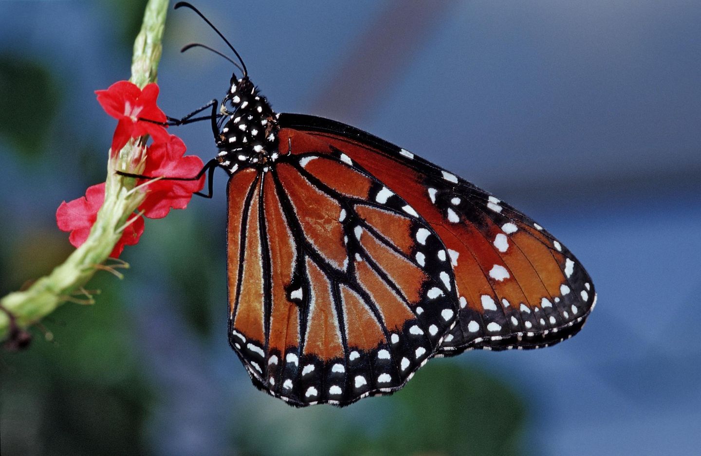 Monarchfalter an einer Blüte