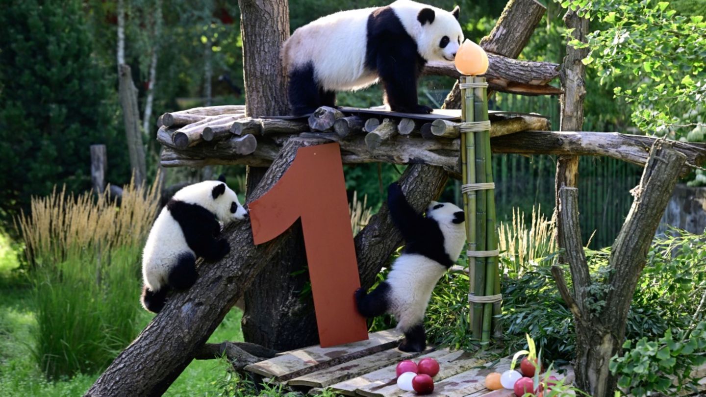 Erster Geburtstag Erster Geburtstag