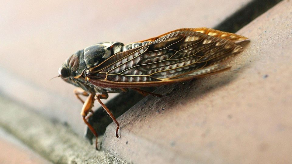 Kann ganz schön lärmen: eine Zikade Kann ganz schön lärmen: eine Zikade